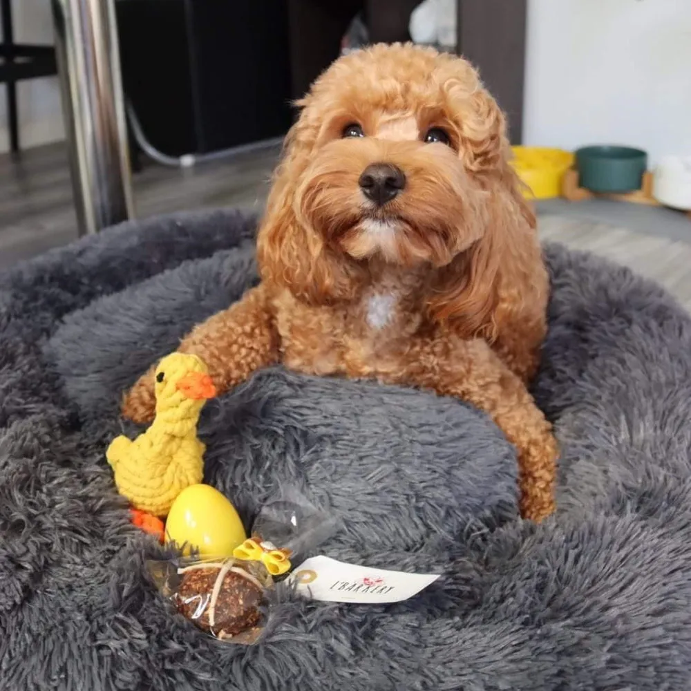 Duck Rope Dog Toy