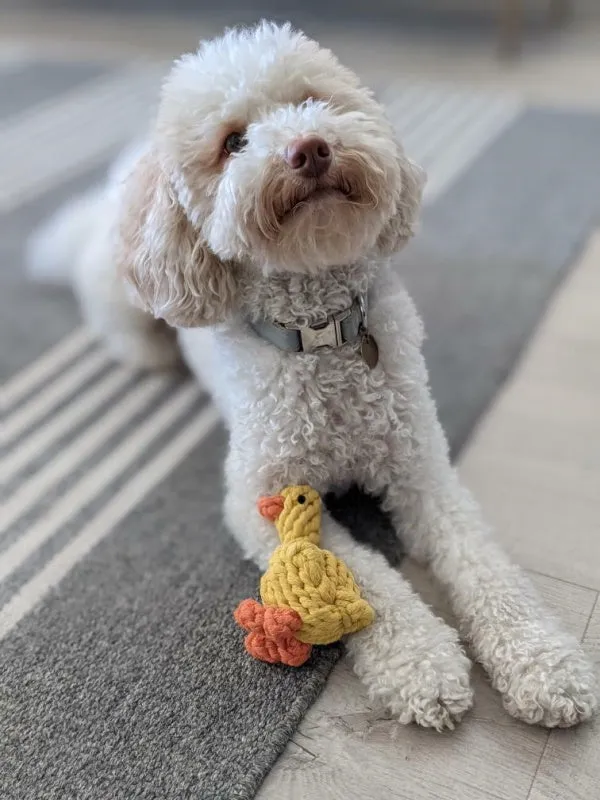 Duck Rope Dog Toy