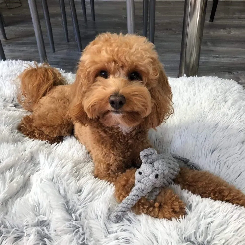 Elephant Rope Dog Toy
