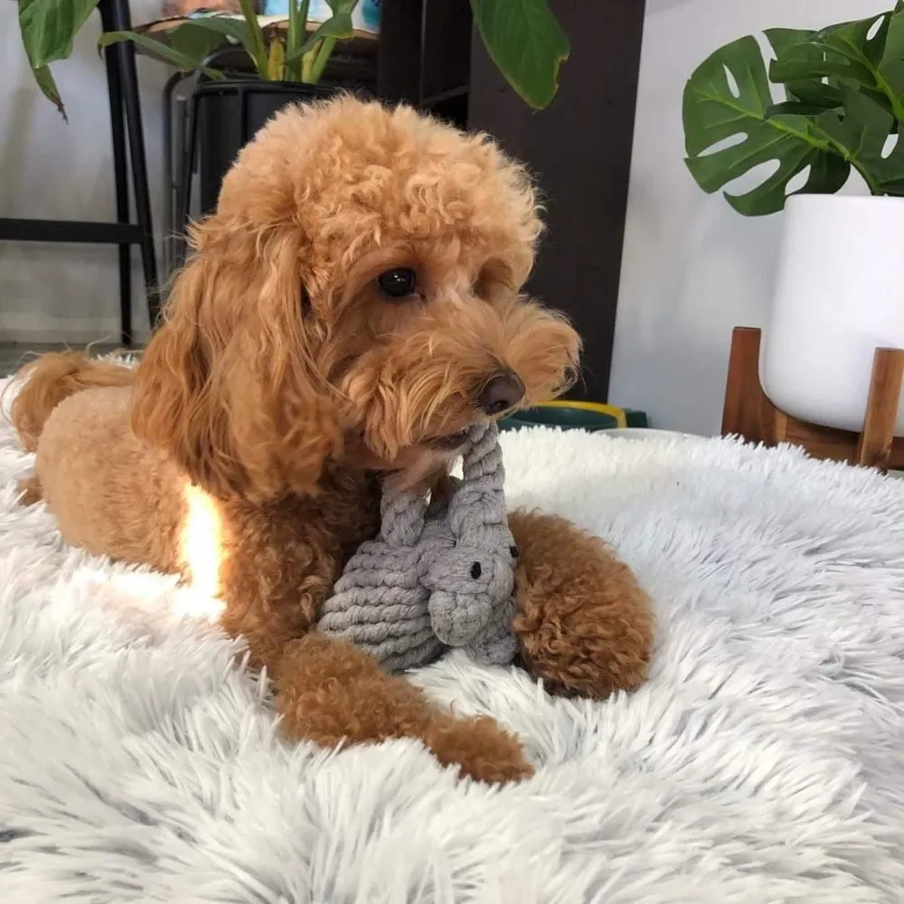 Elephant Rope Dog Toy