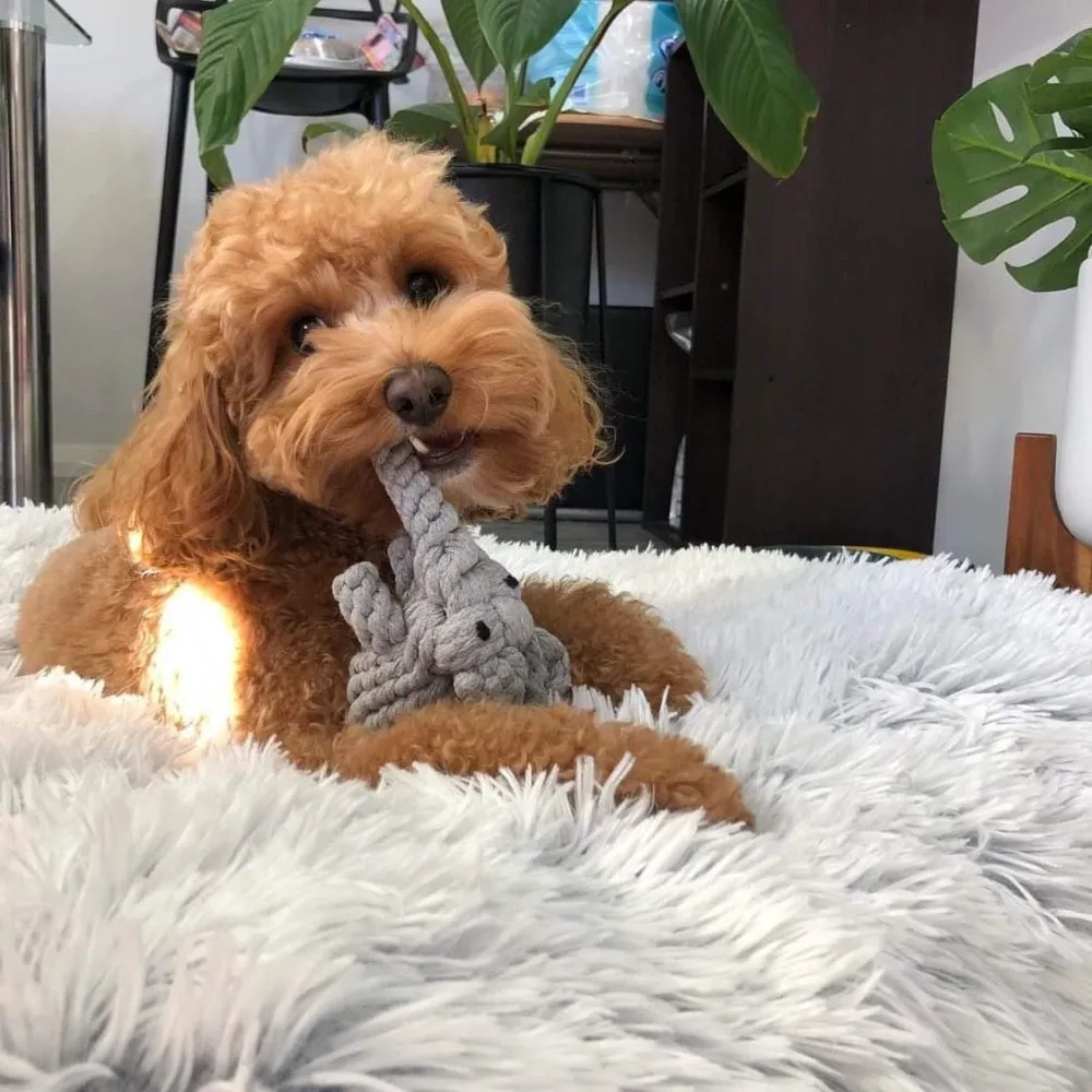 Elephant Rope Dog Toy