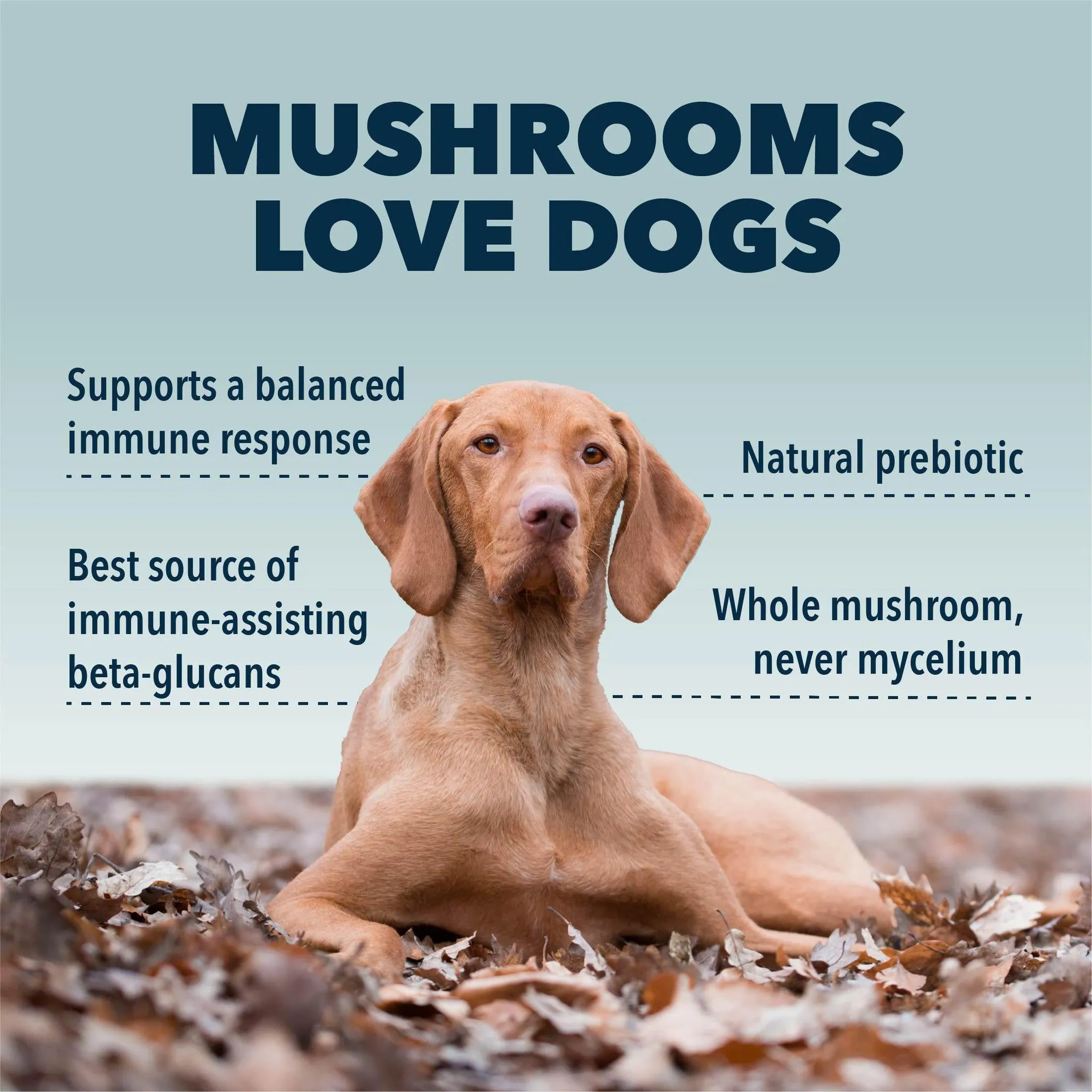 Four Leaf Rover - Turkey Tail Mushroom for Dogs