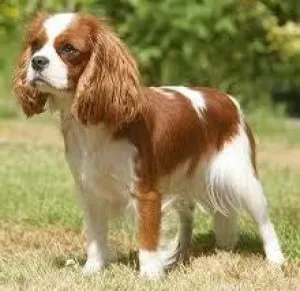 MEDIUM DOG FULL BATH-